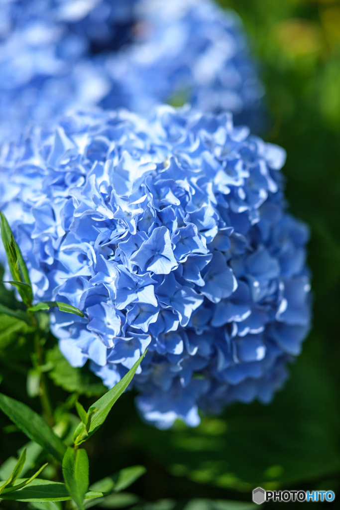 今日の紫陽花
