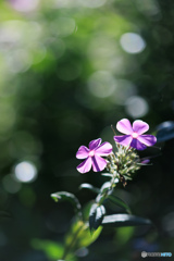 久々に花を撮りに