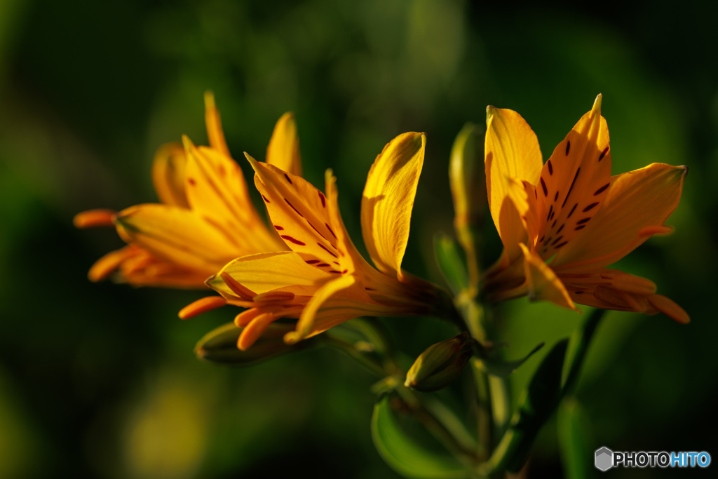 アルストロメリア