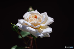 今日の薔薇