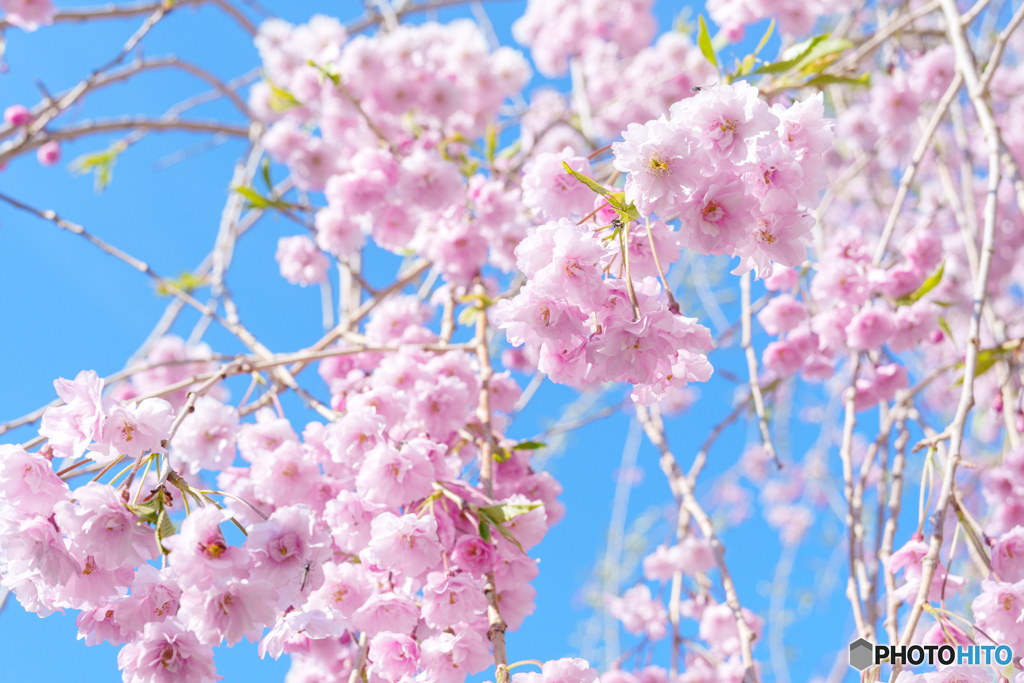 5月のしだれ桜