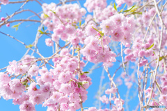 5月のしだれ桜