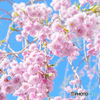 5月のしだれ桜