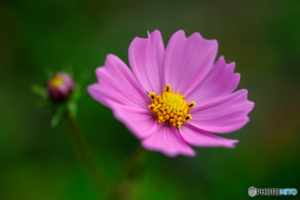 花、開く