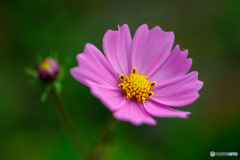 花、開く