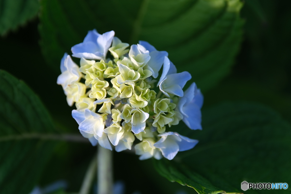 今日の紫陽花