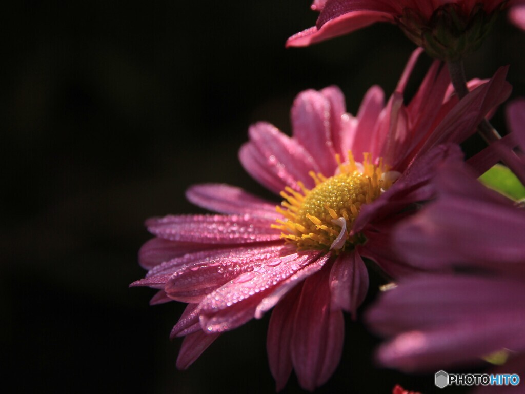 10月、朝の菊