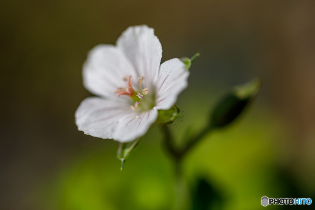 芝桜？？