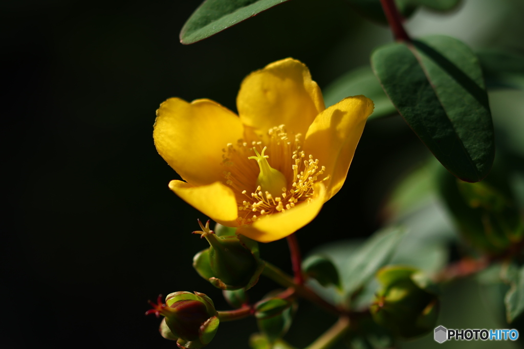 夕方の花