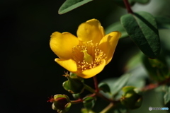 夕方の花