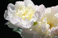 芍薬
