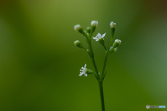 三つ葉の花