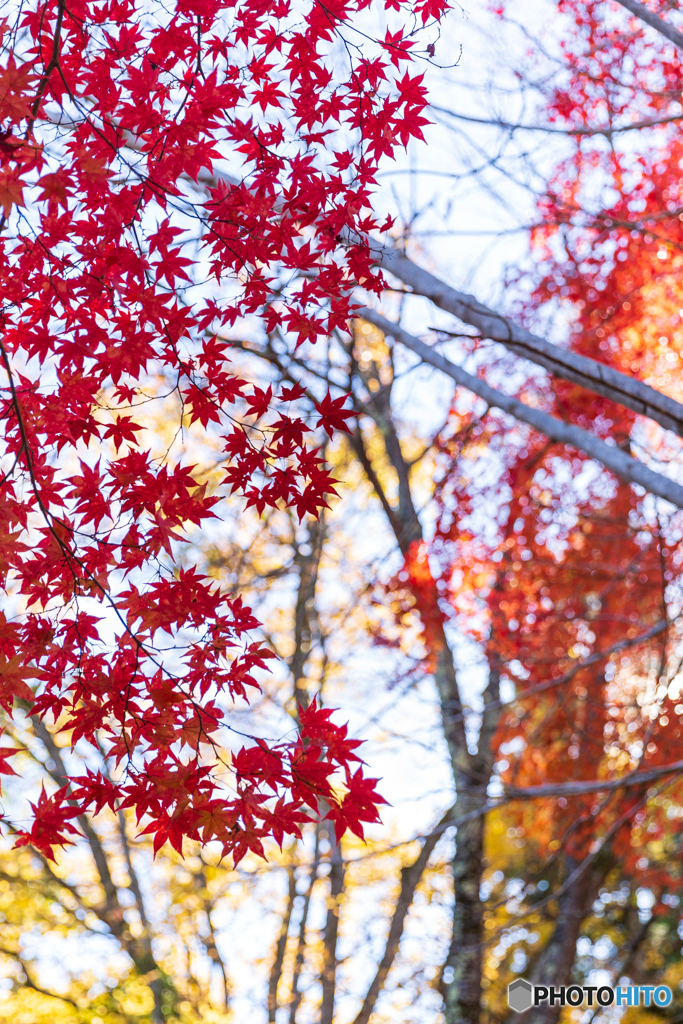 紅葉のタイル