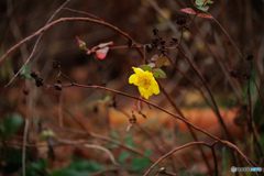 晩秋の花