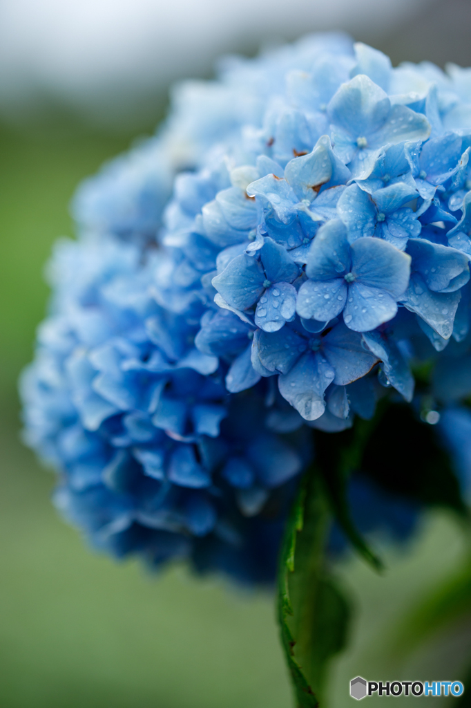 終わりかけの紫陽花