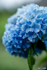 終わりかけの紫陽花