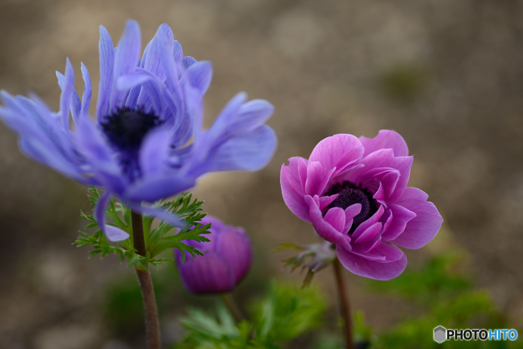 素敵な花でした