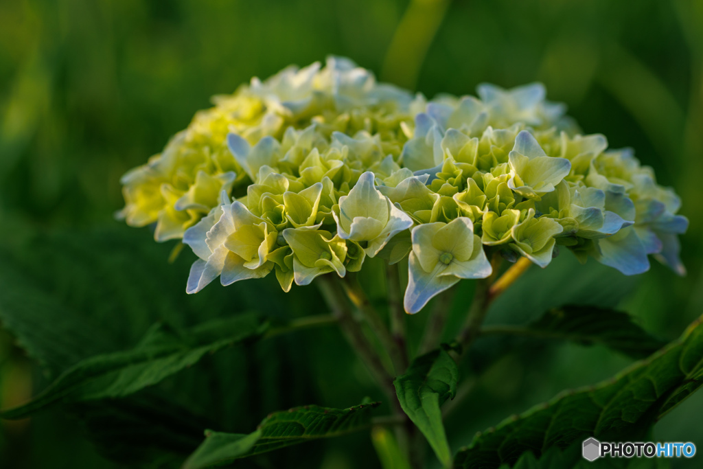 今年も紫陽花の季節に