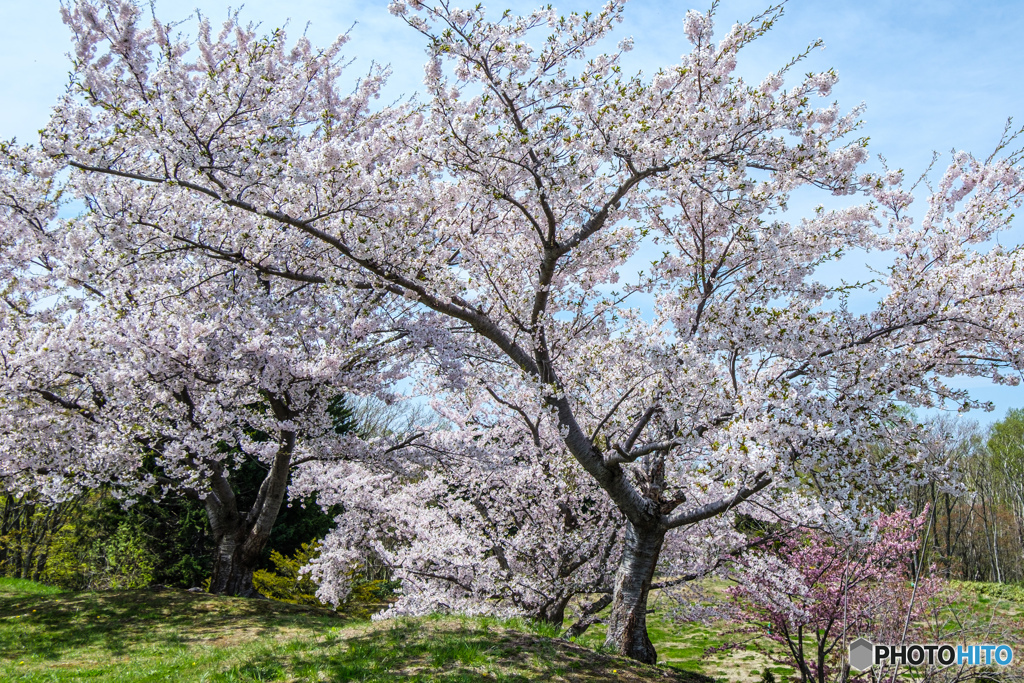 桜の頃2023