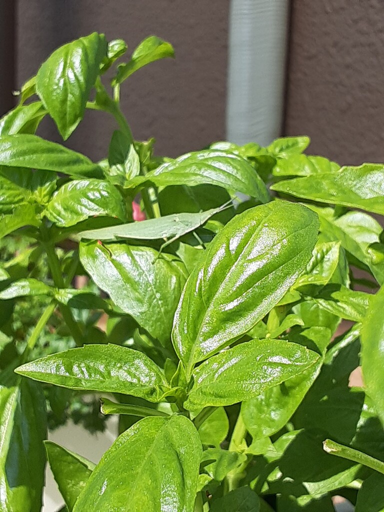 隠れてる？