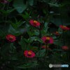 neon flowers1