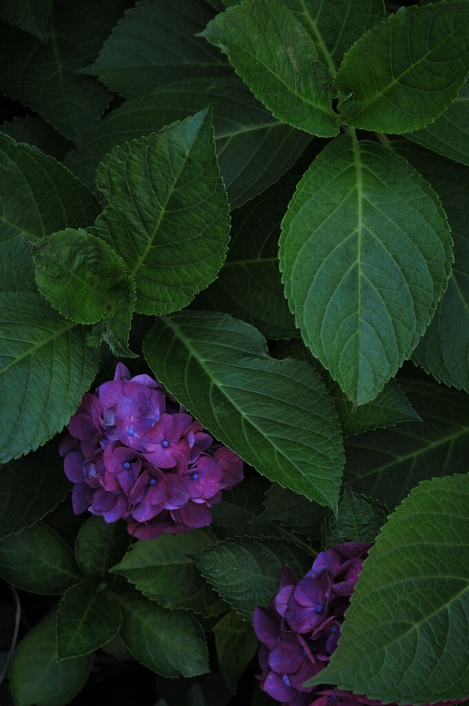 hide hydrangea
