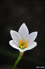 一花