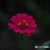 DSC_9538 (2)