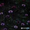 neon flowers2
