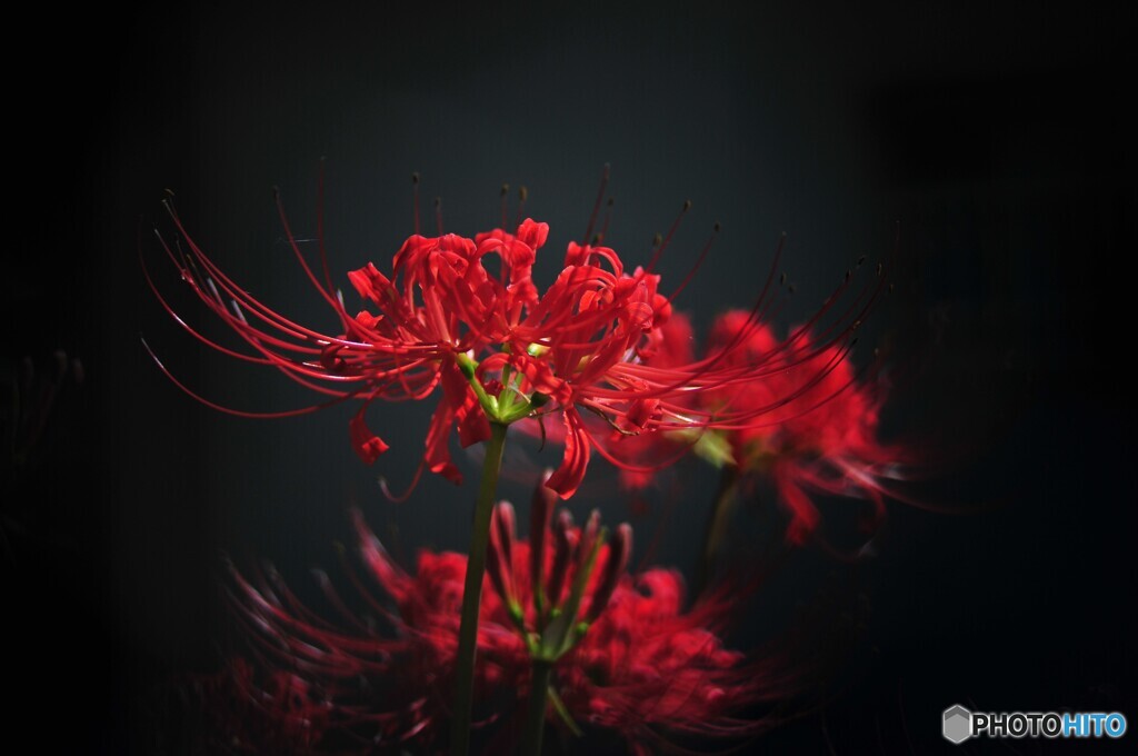 cluster amaryllis