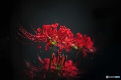 cluster amaryllis