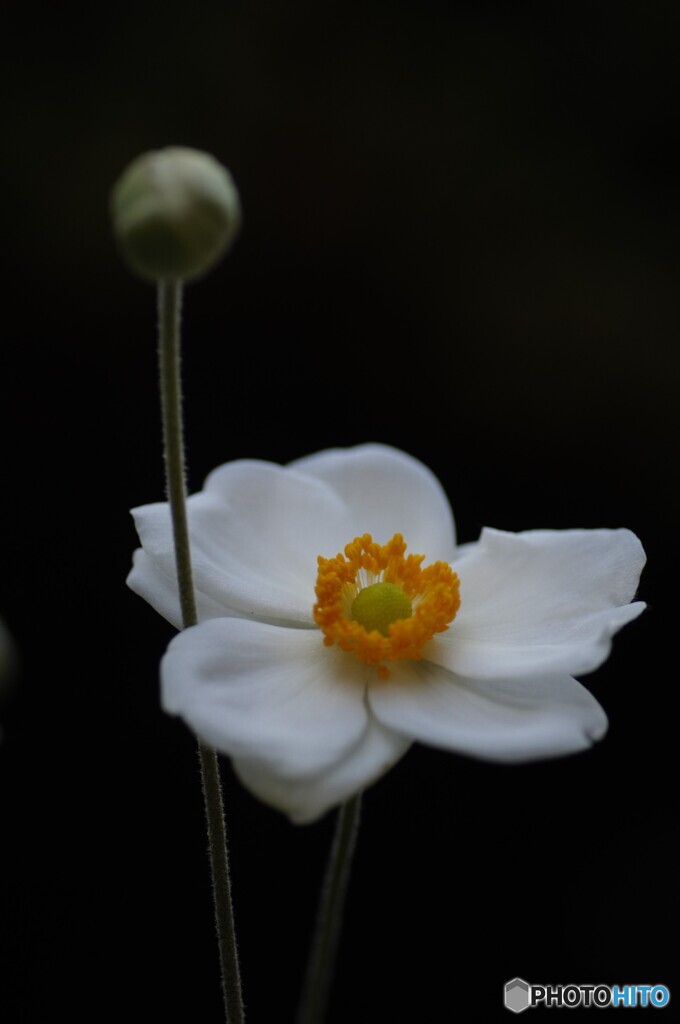 floating flowers
