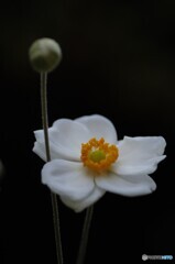 floating flowers