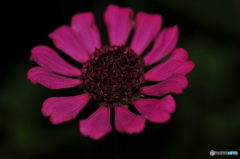 pink flowers