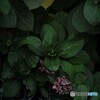 DSC_9577 (3)