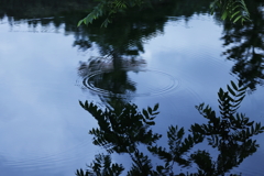 朝の池に映る