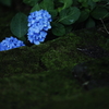 苔むす階段に咲く