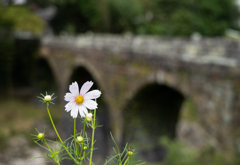 秋桜と石橋
