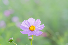 八枚の花弁