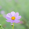 八枚の花弁