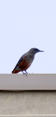 鳥