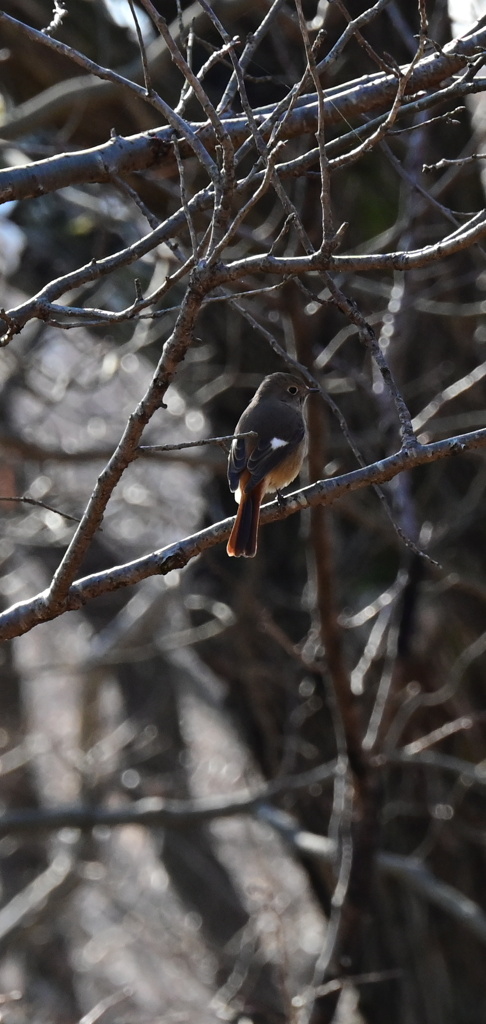 DSC_0609_resized