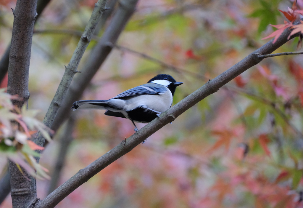 薬師池公園の鳥