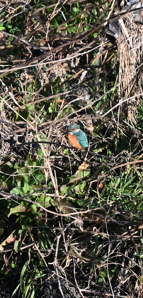 近所の川のカワセミ