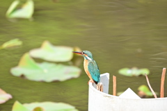 カワセミ