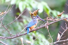 薬師池公園のカワセミ