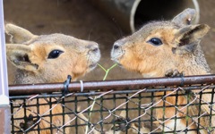 みつめあい