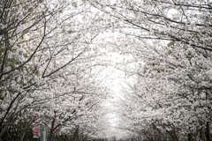 桜之川