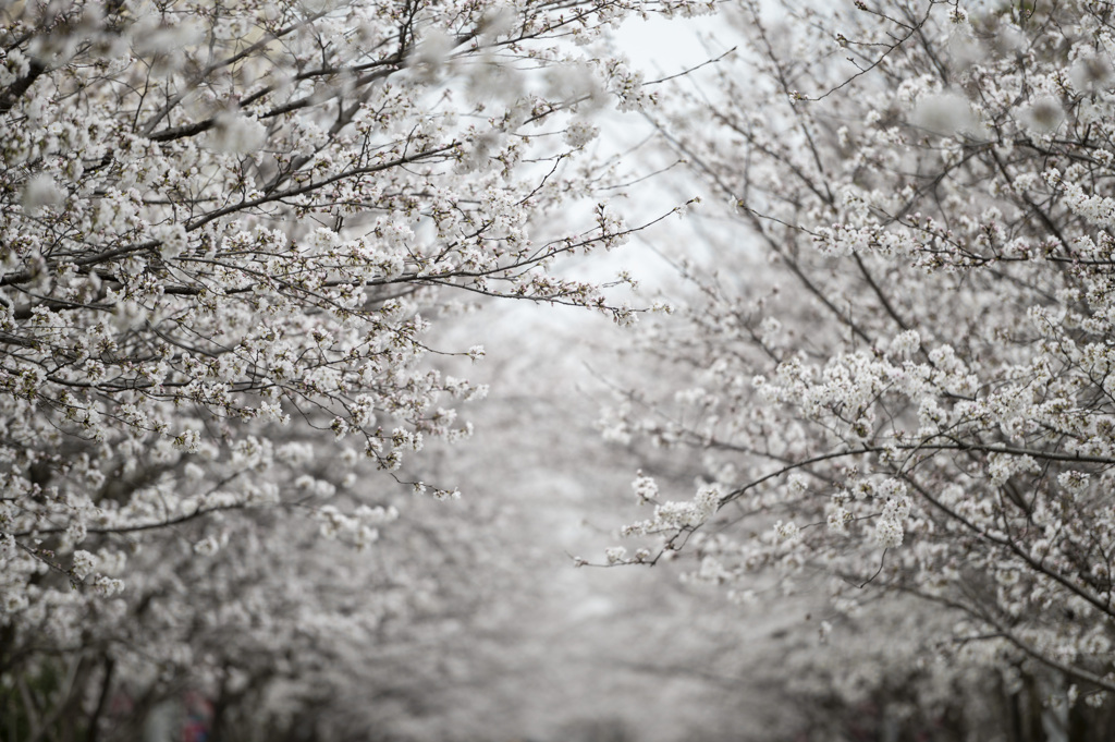 桜之川