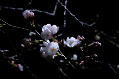 満開前夜